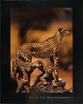 African Cheetah by Gerry Ellis