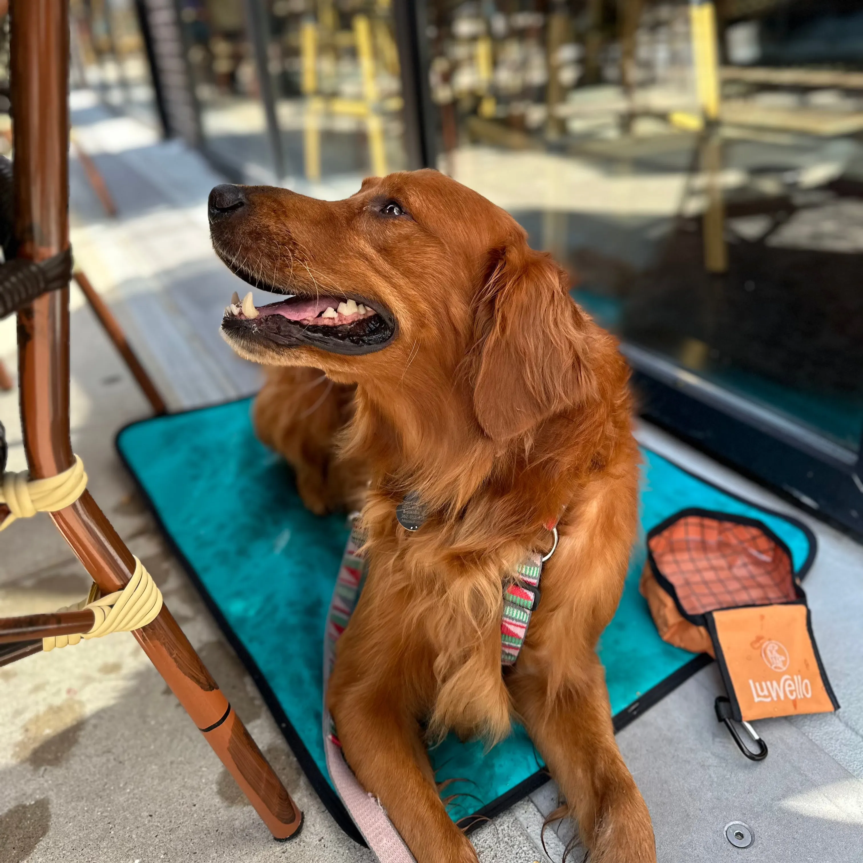City Dog Mat with Carrying Strap