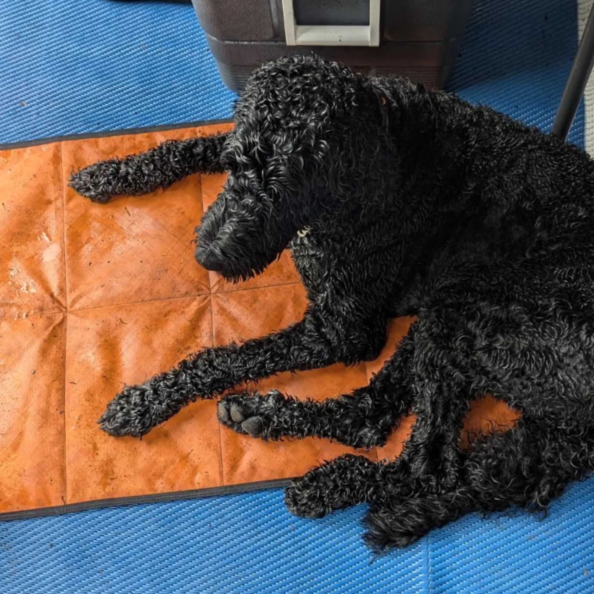 City Dog Mat with Carrying Strap