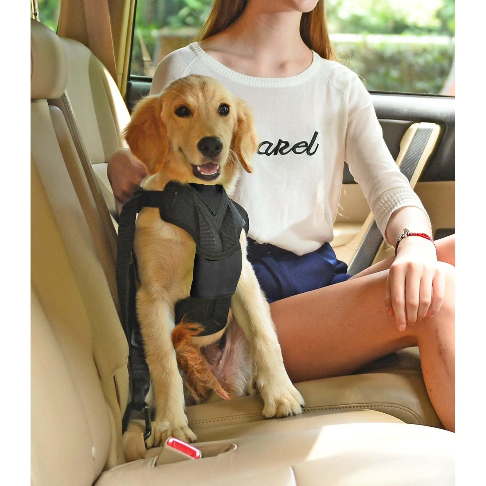 Dog car harness
