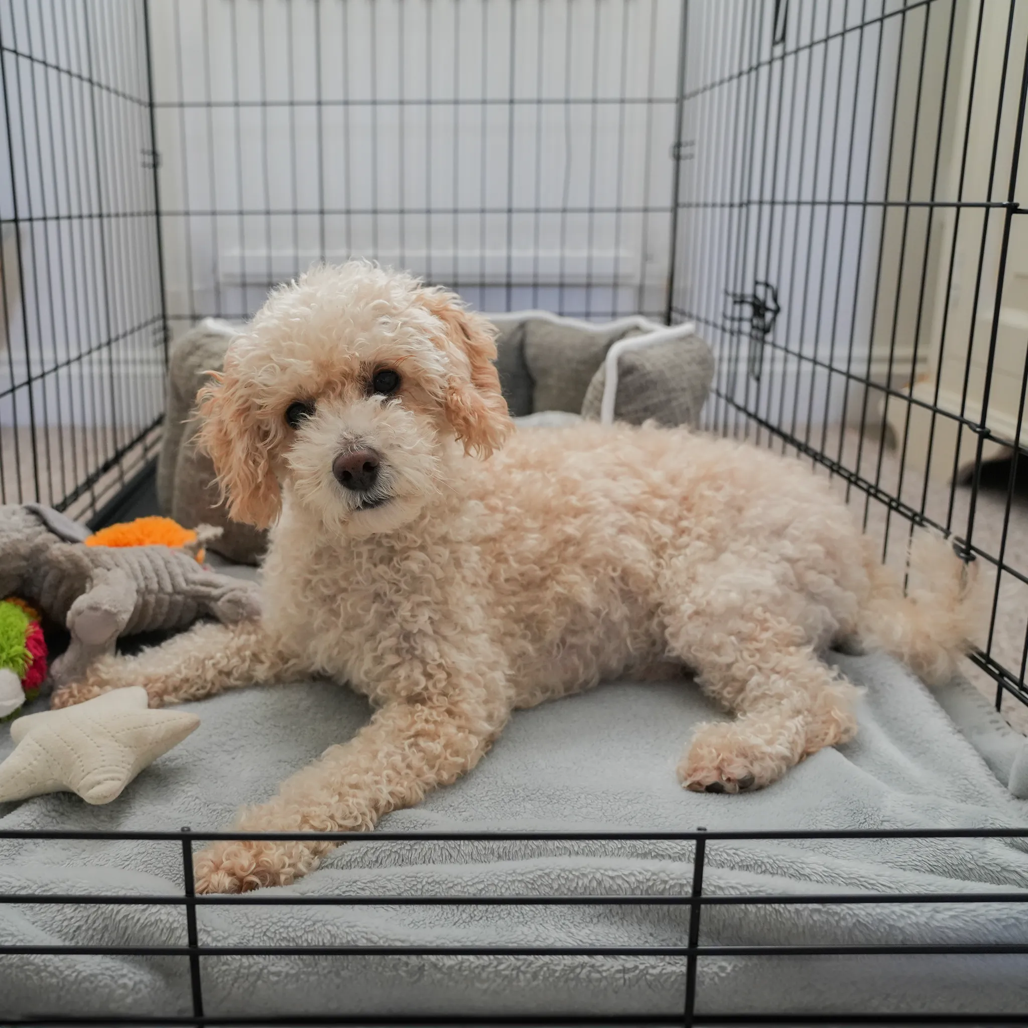 Dog Crate Home Folding Kennel - XS 61L x 46W x 51Hcm