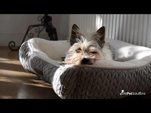 Dog Crate Home Folding Kennel - XS 61L x 46W x 51Hcm