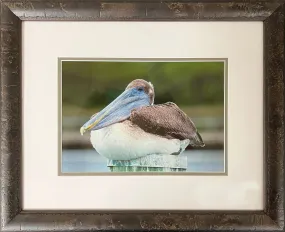 Pelican