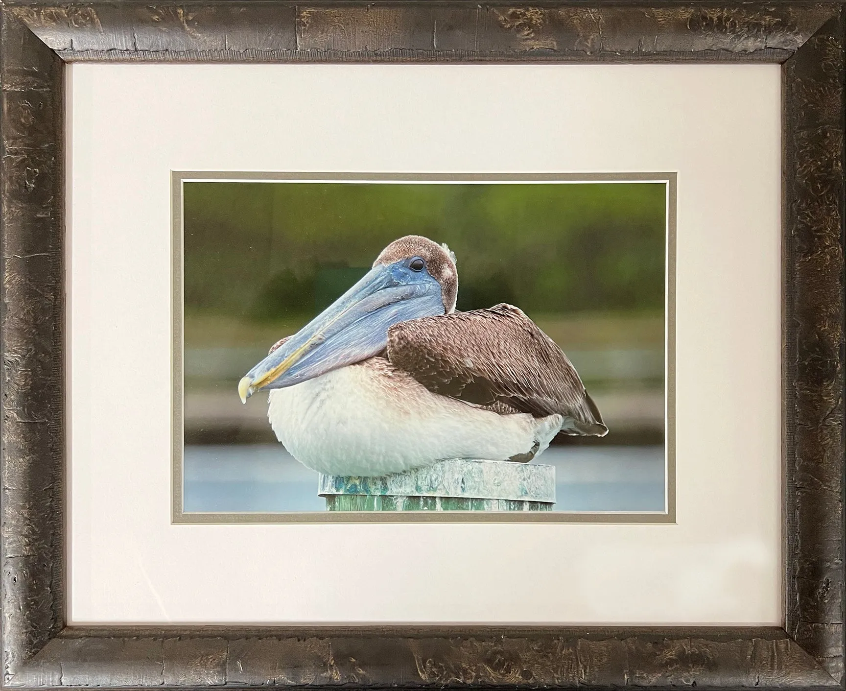 Pelican