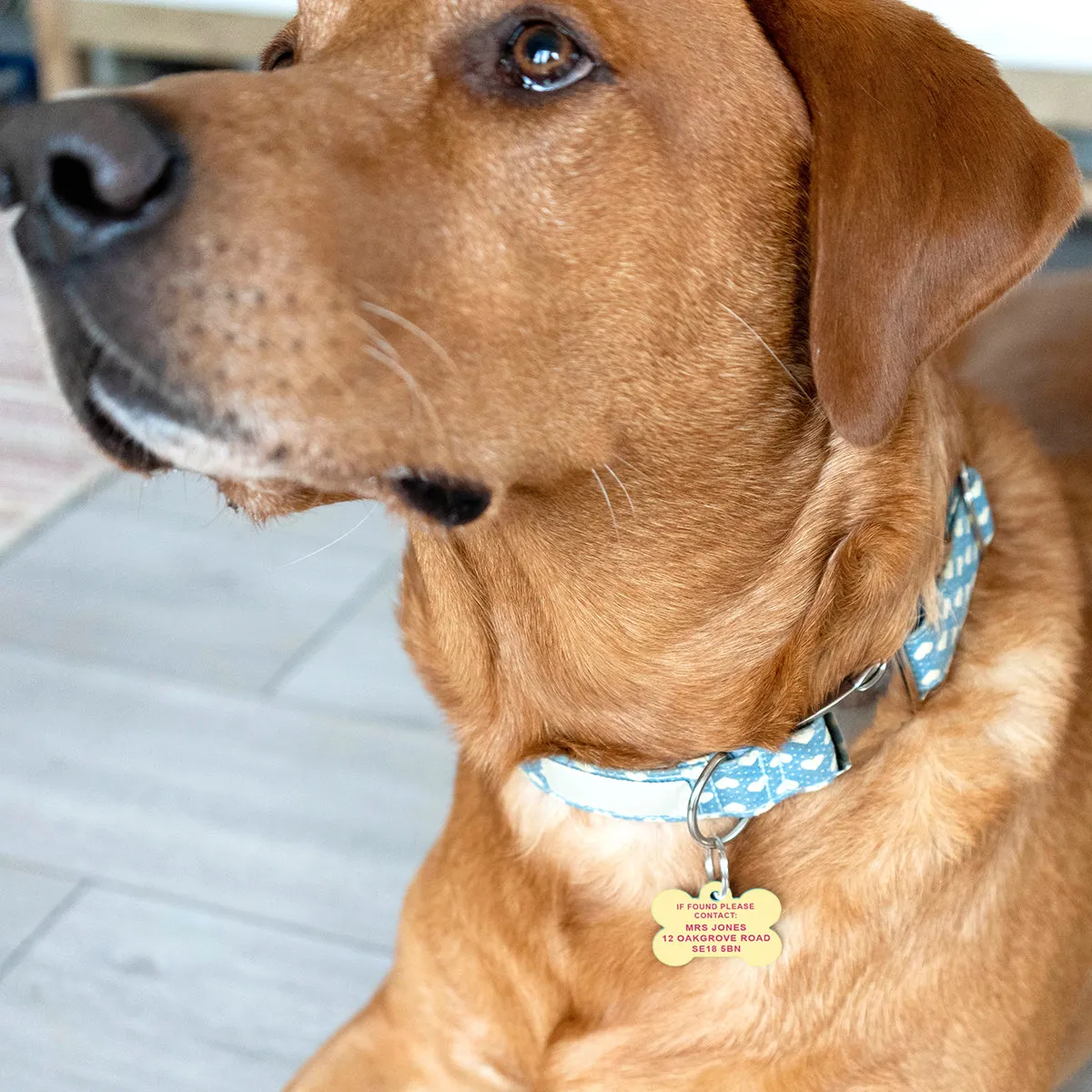 Personalised Bone Shaped Pastel Pet ID Tag