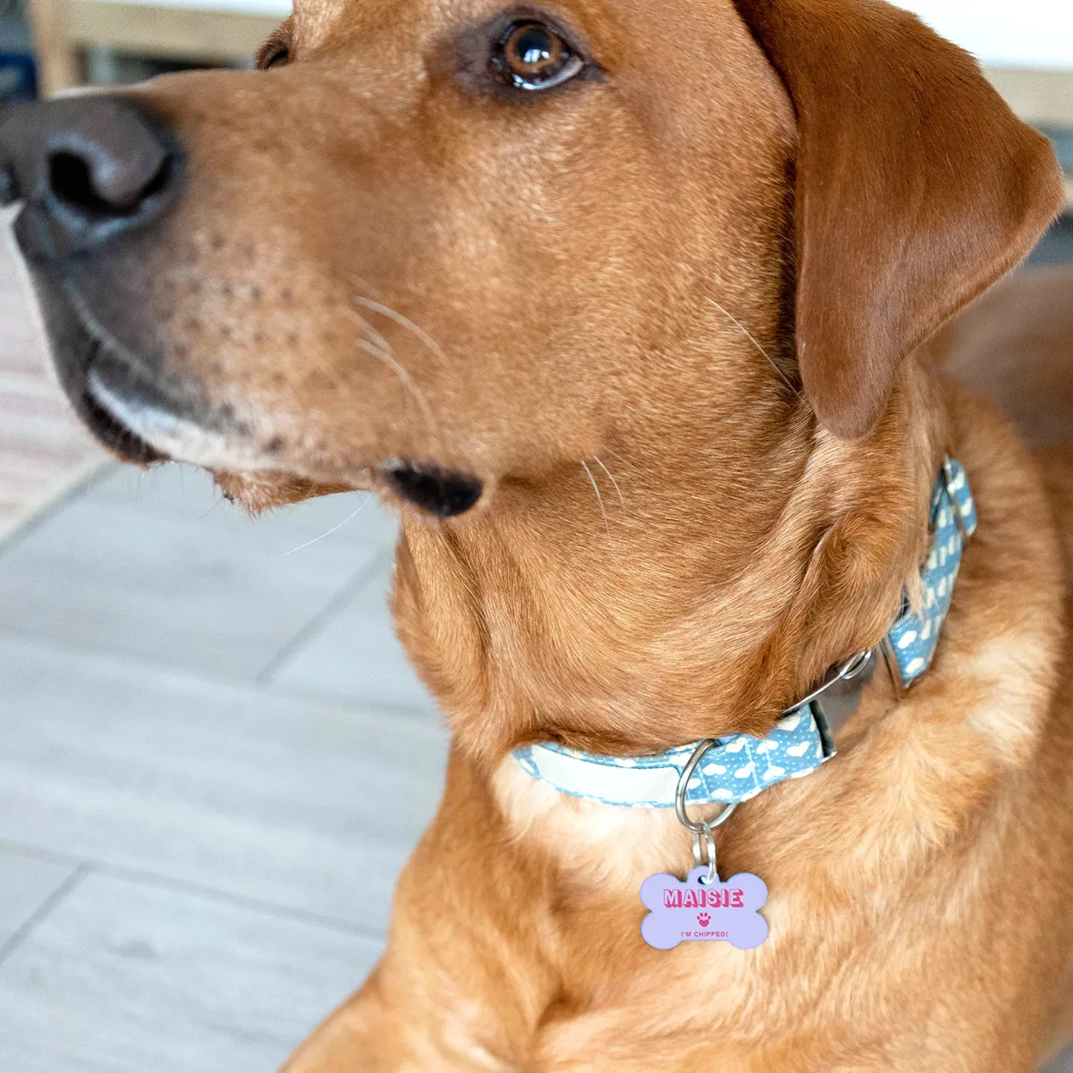 Personalised Bone Shaped Pastel Pet ID Tag